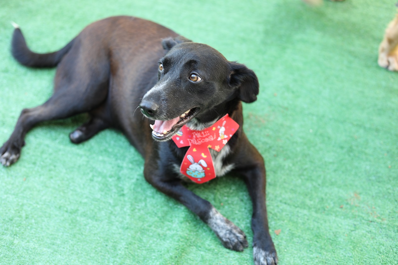 Praça de Campo Grande recebe evento de adoção de cães neste sábado (2)