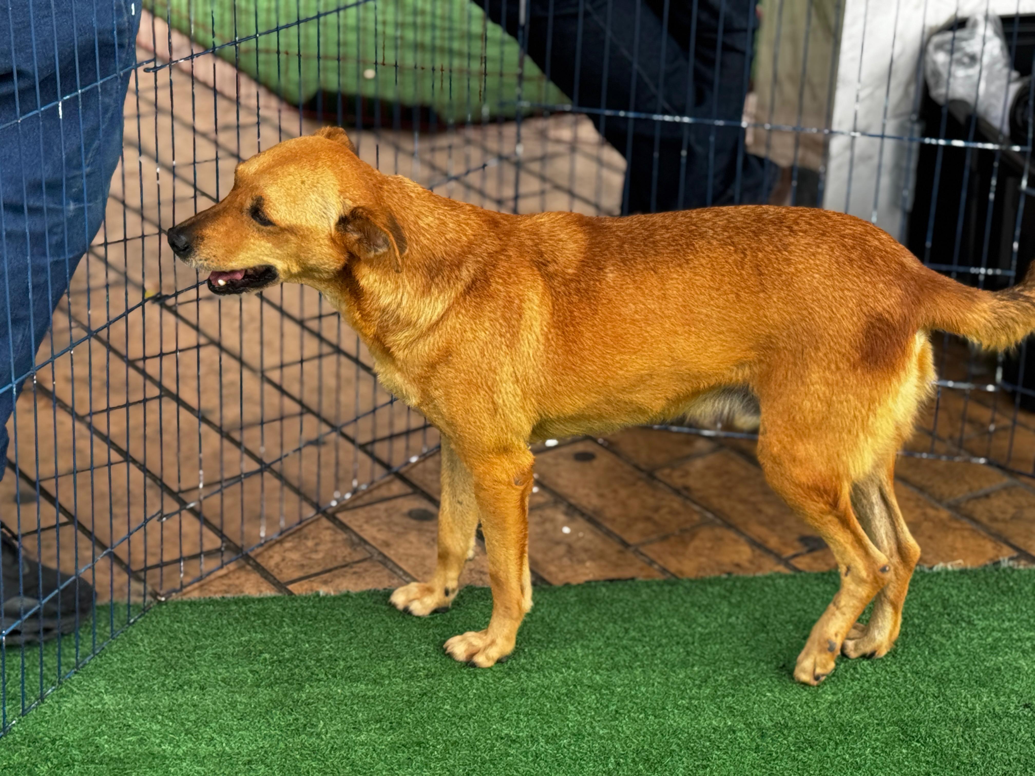 Campanha de vacinação antirrábica para cães e gatos inicia no próximo dia 20