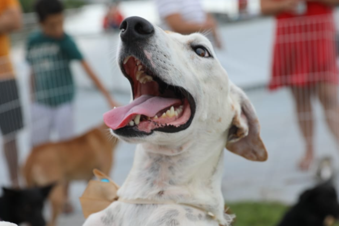 Sábado tem feira de adoção de cães no Shopping Moxuara