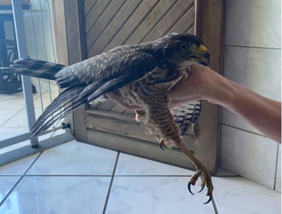 Filhote de gavião é resgatado após aparecer em casa de morador de Alto Lage